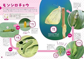 くらべてわかる!こんちゅう図鑑 おとなになるまで (第3巻